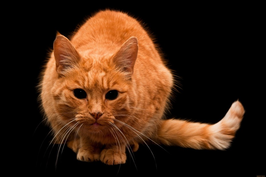 Рыжая кошка