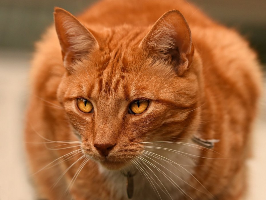 Трёхцветная кошка