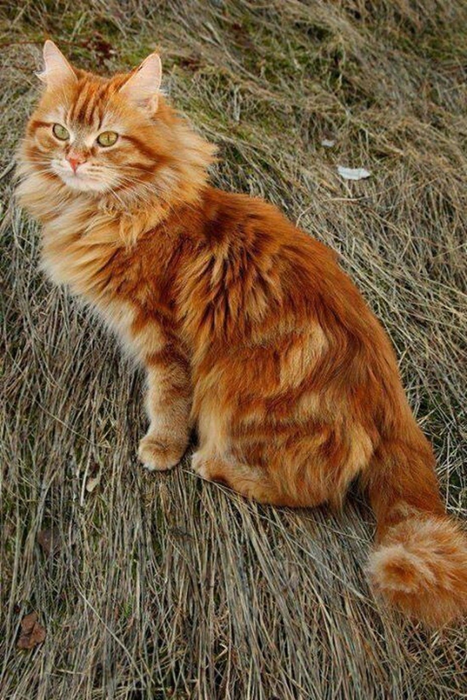 Рыжий кот