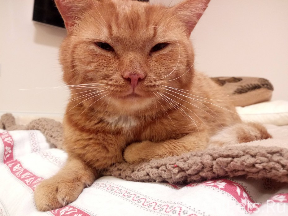 Морды котов
