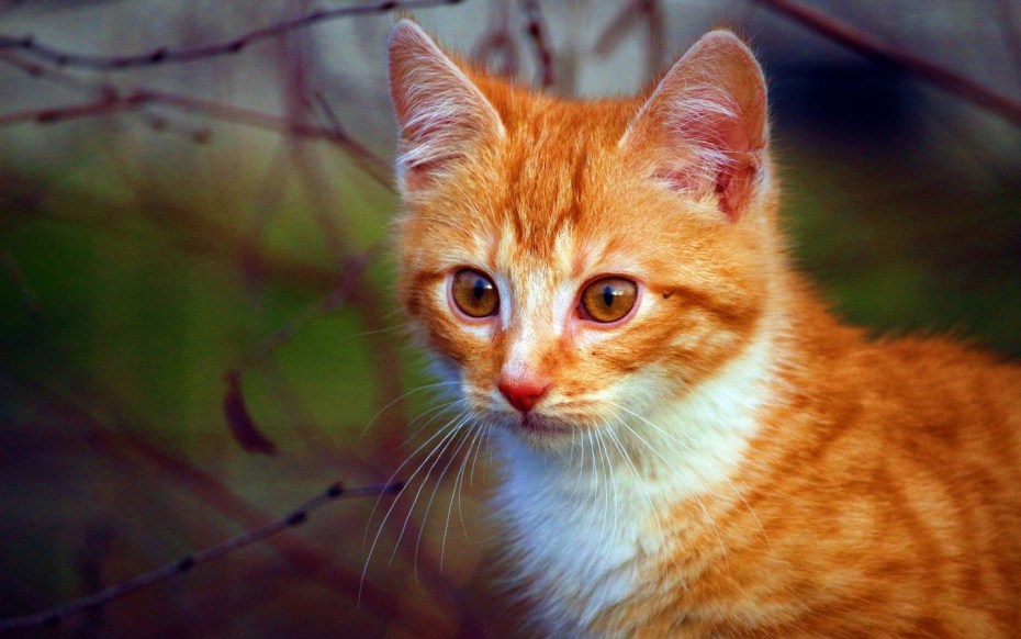 Сомалийская кошка