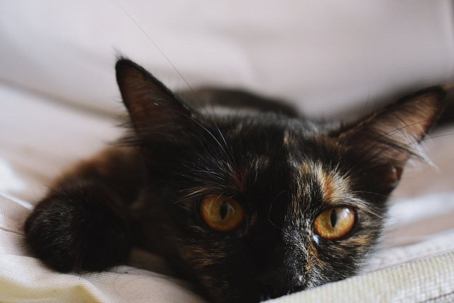 Абиссинская кошка фото