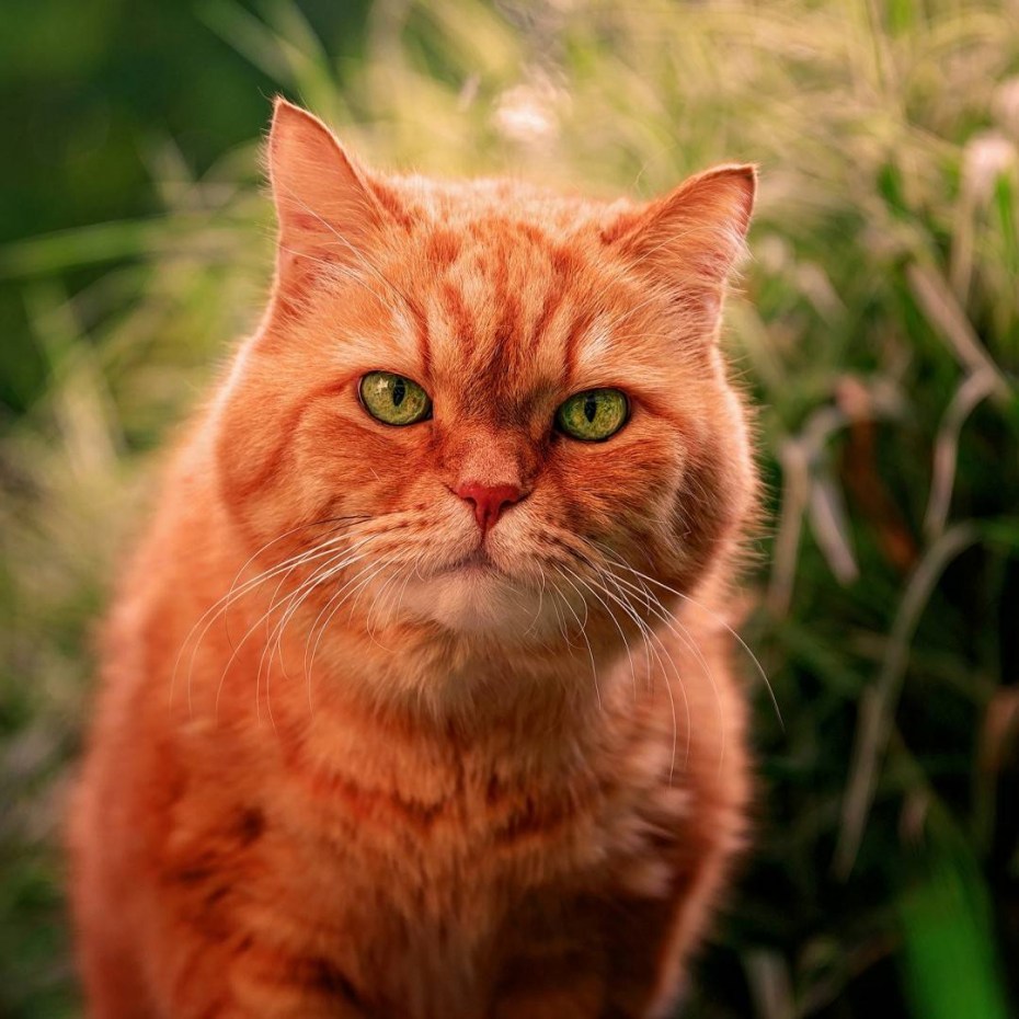 Мордочка котика