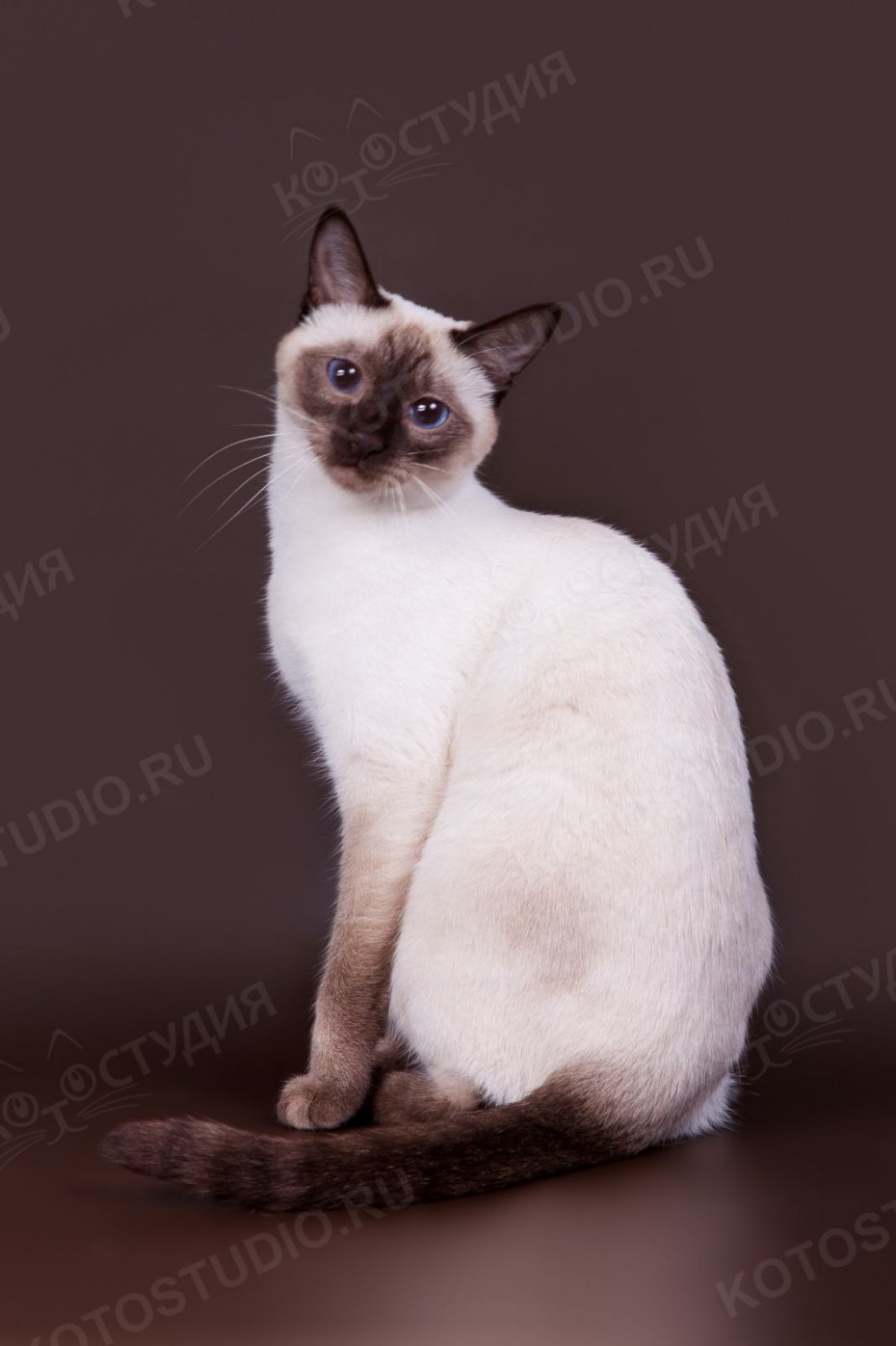 Тайский Королевский кот короткошёрстный