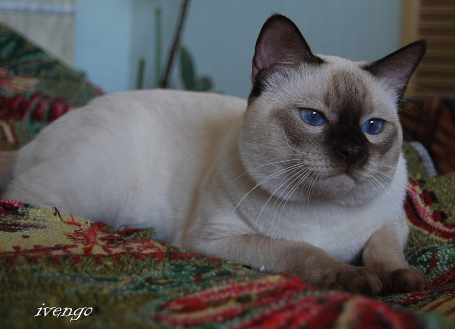 Балинезийская кошка короткошерстная
