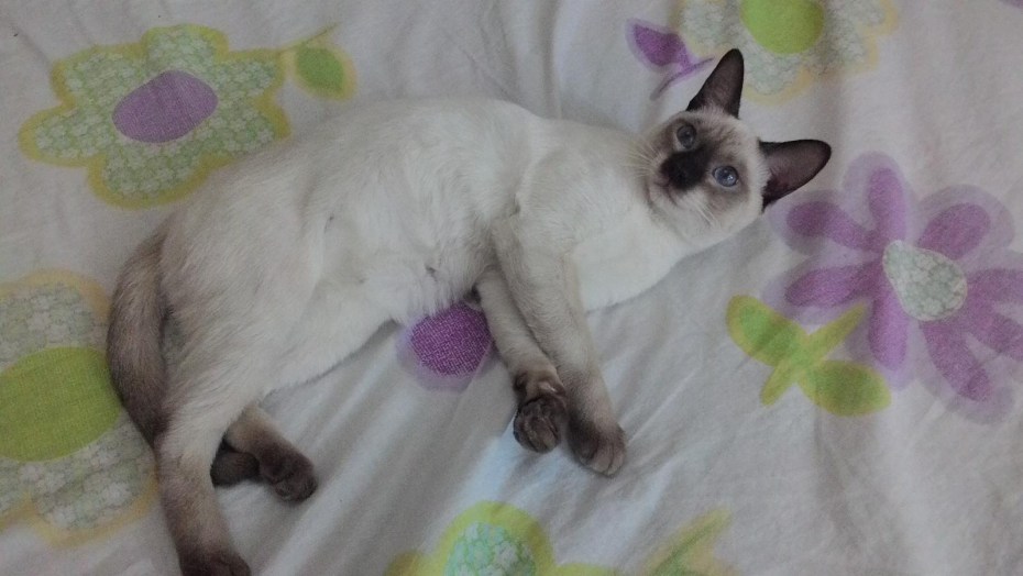 Сиамская кошка