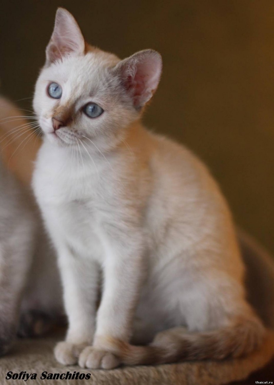 Сиамская Балинезийская кошка
