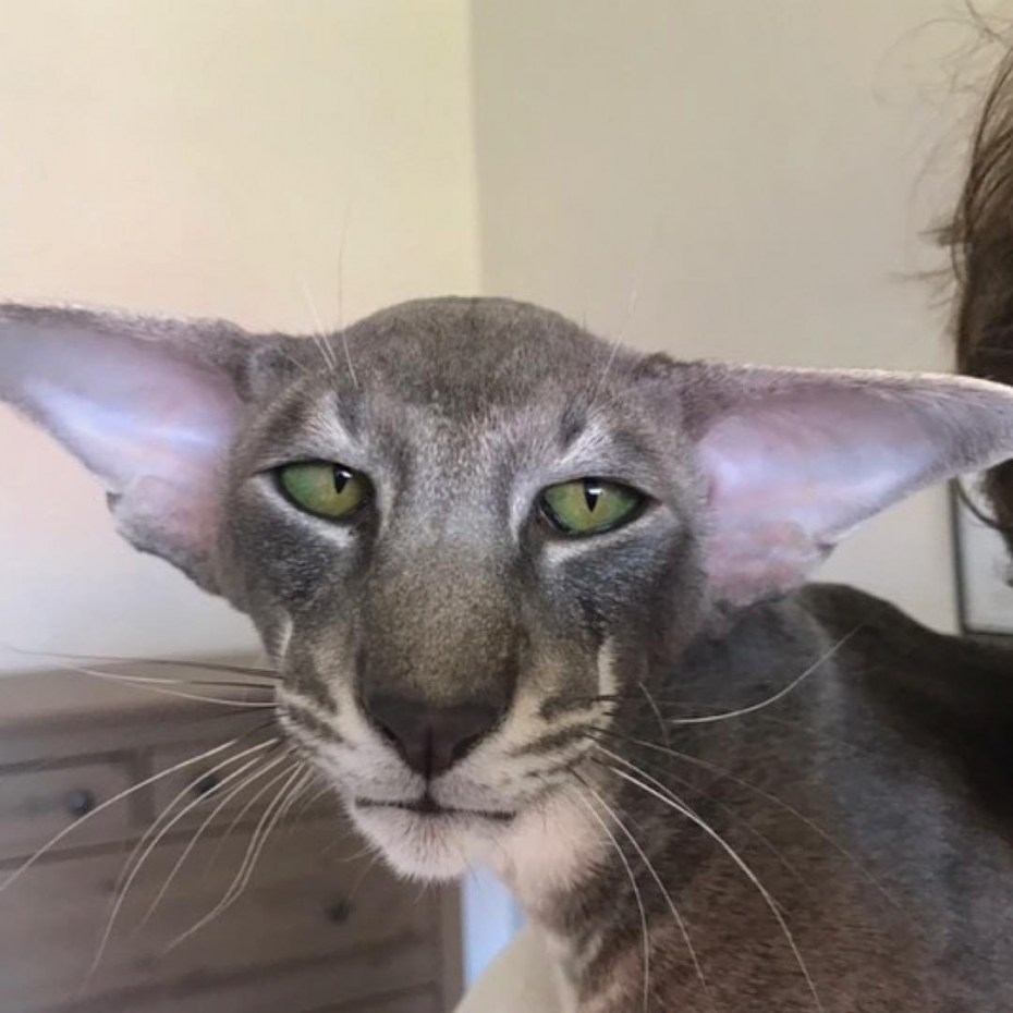 Коты ориенталы грузины