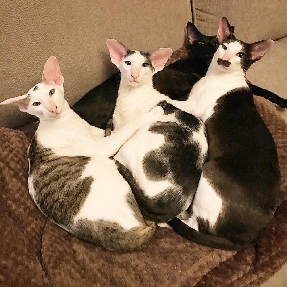 Коты грузины порода Ориентал