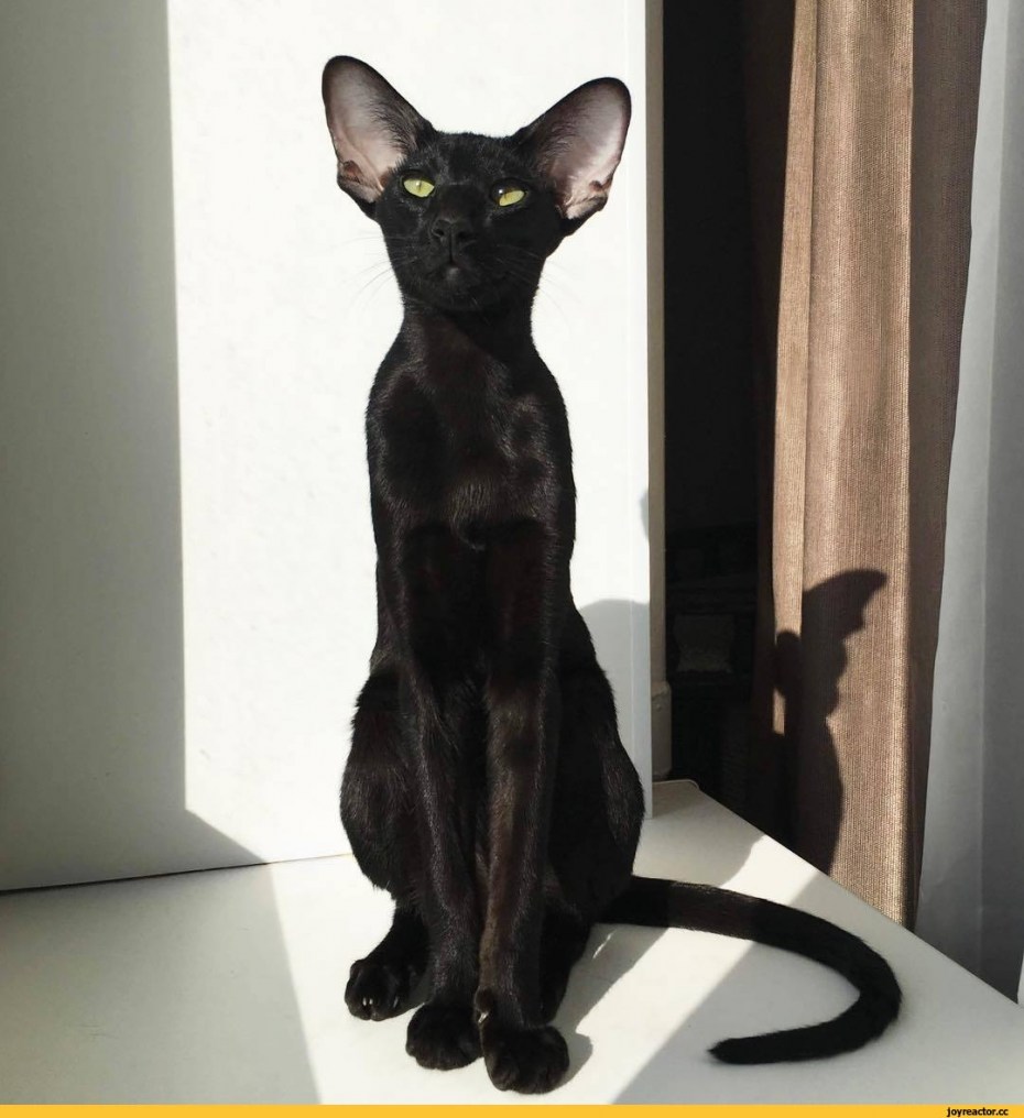 Кот Ориентал Гиви