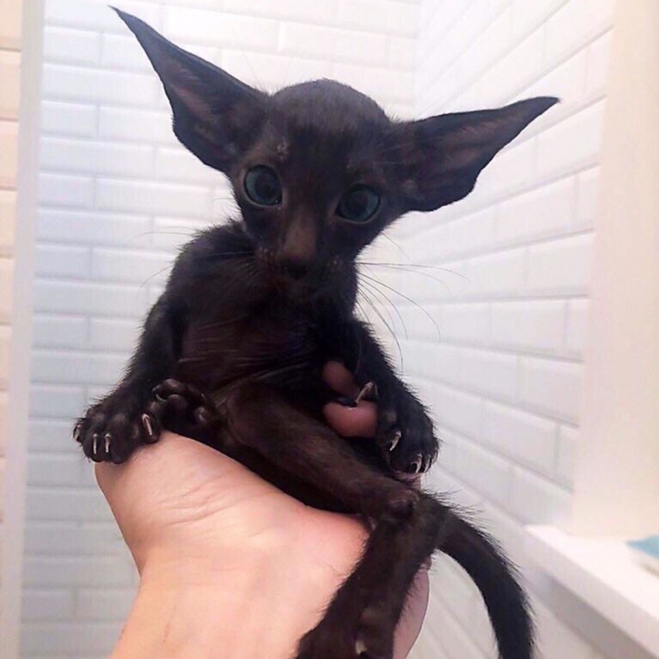 Ориентальный кот грузин