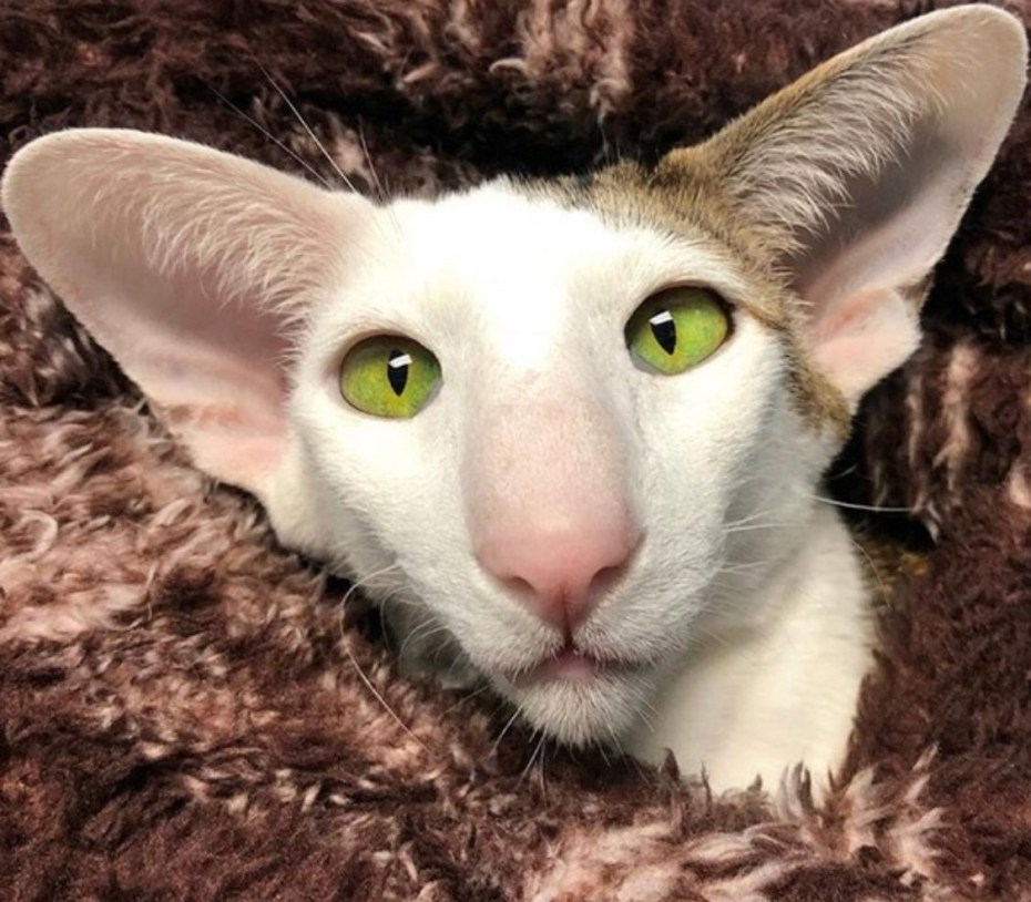 Кот грузин смешной