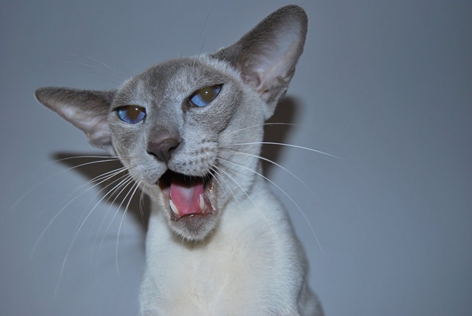Коты ориенталы