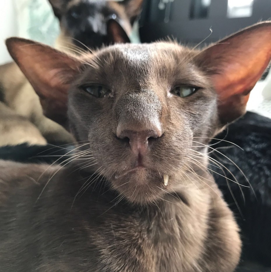 Коты ориенталы грузины