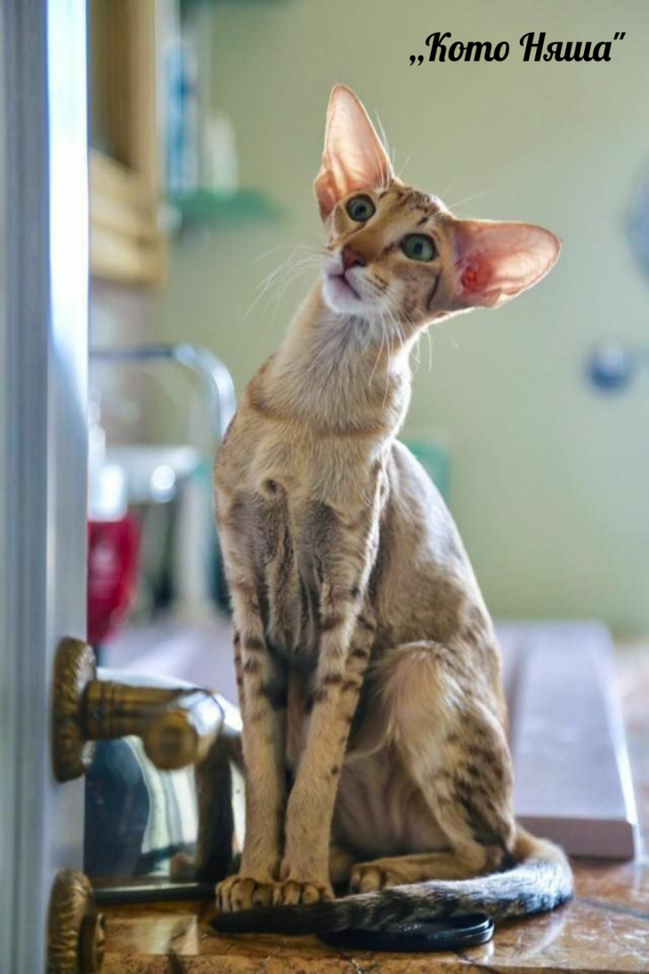 Ориентальная кошка косоглазая