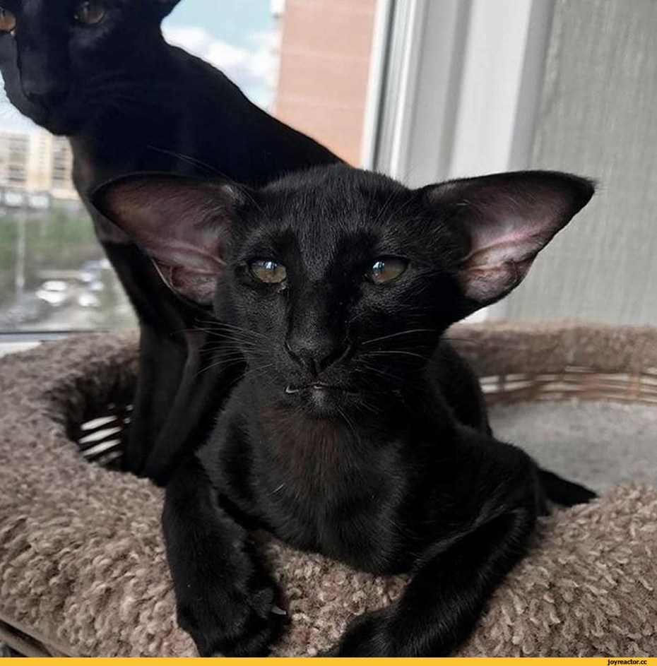 Кот Ориентал