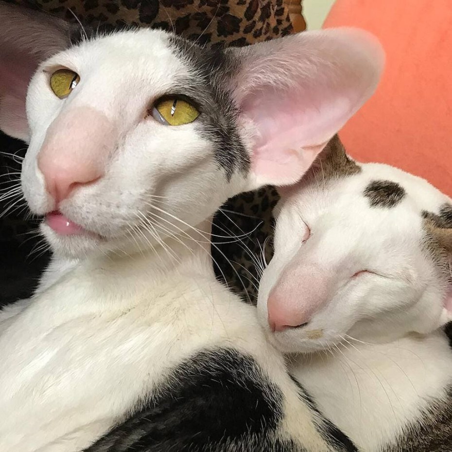 Котопес Ориентал порода