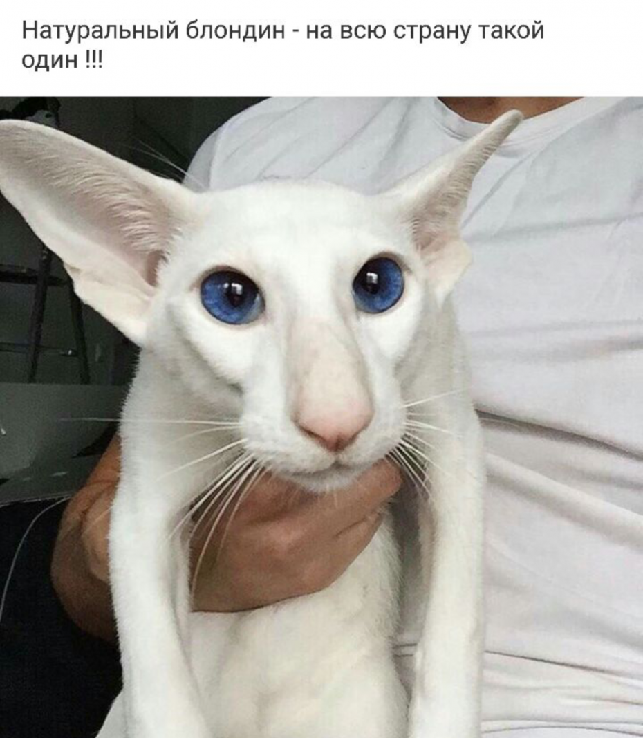 Кот с большими ушами