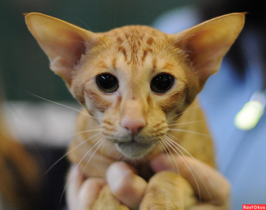 Яванез кошка