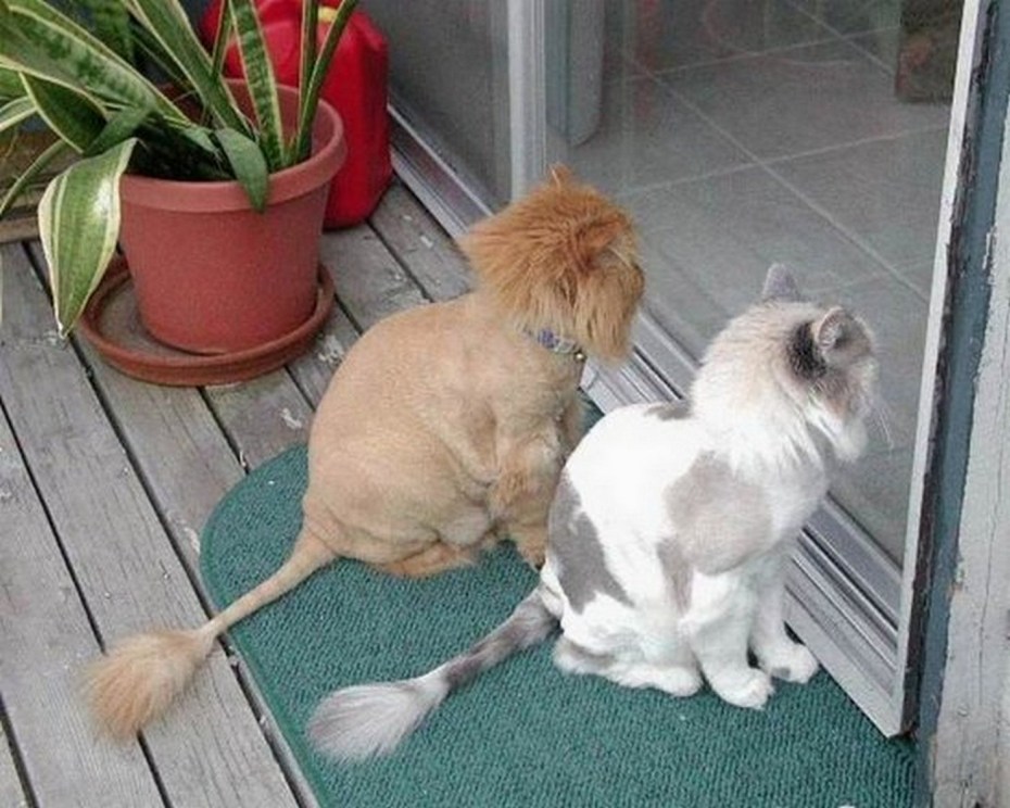 Кошка собака подстриженные