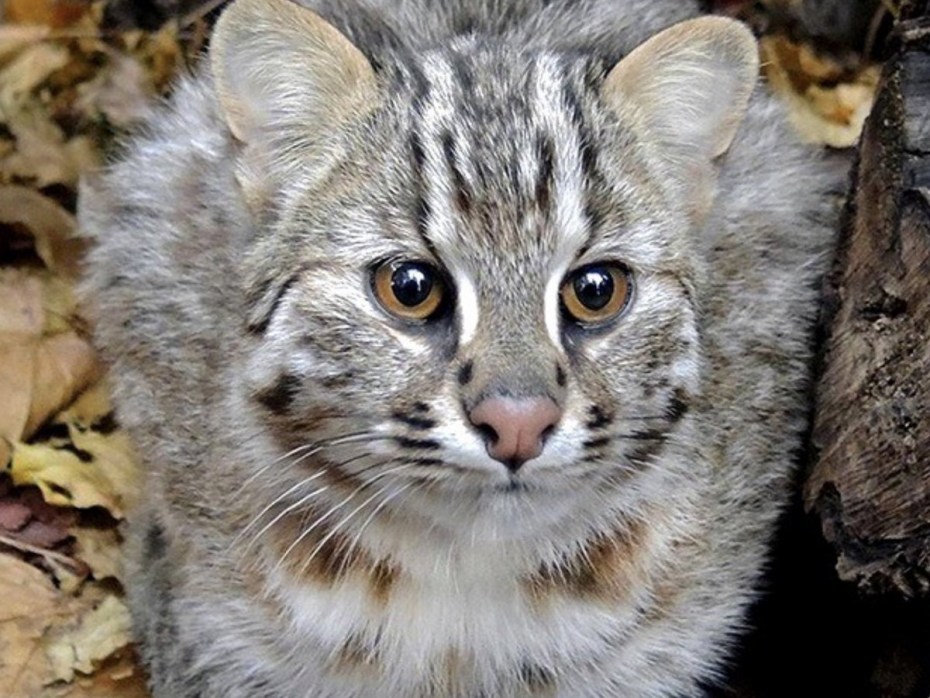 Амурский лесной кот фото