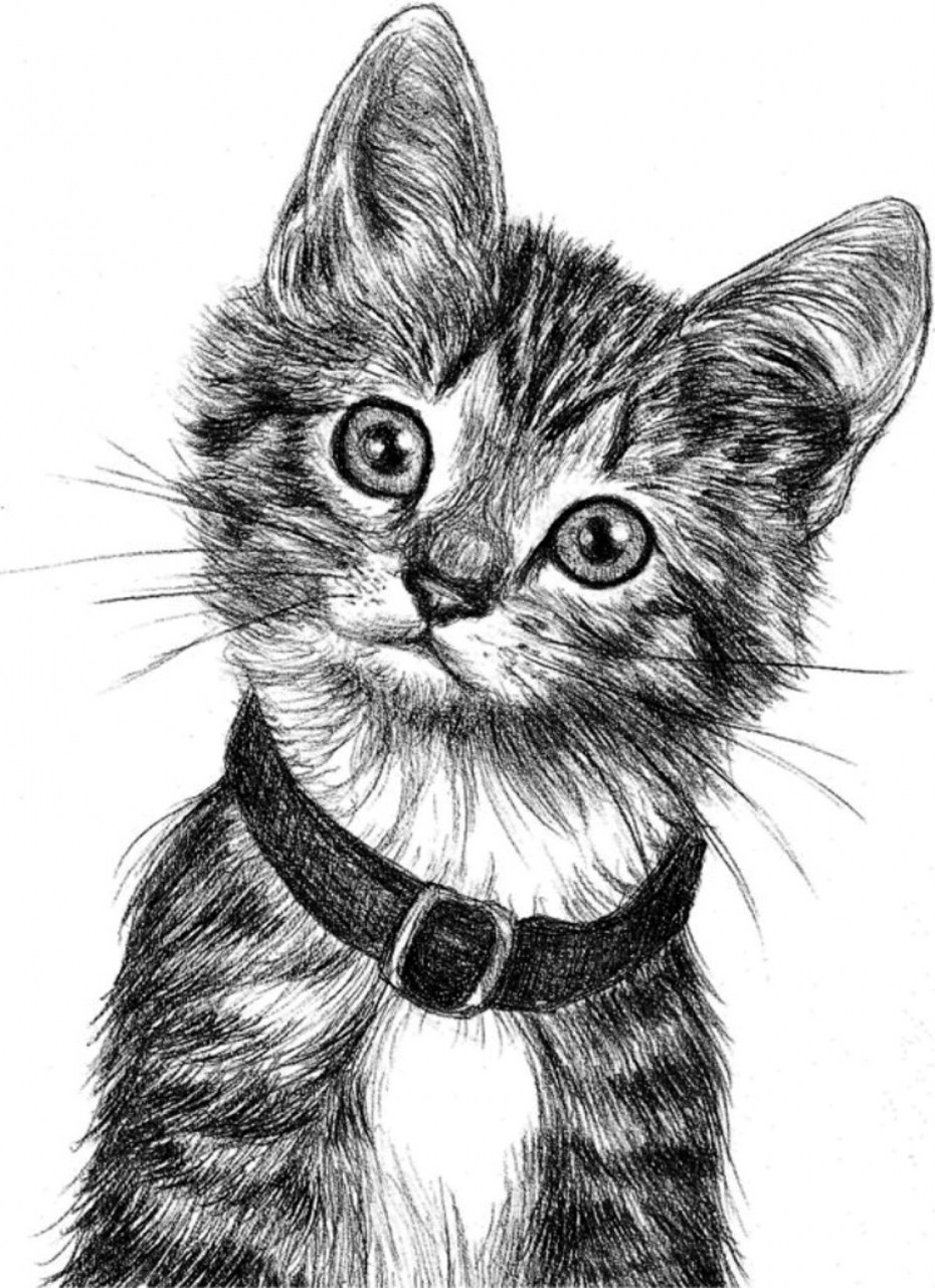 Котик рисунок карандашом