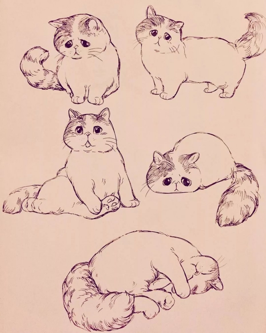 Коты для срисовки