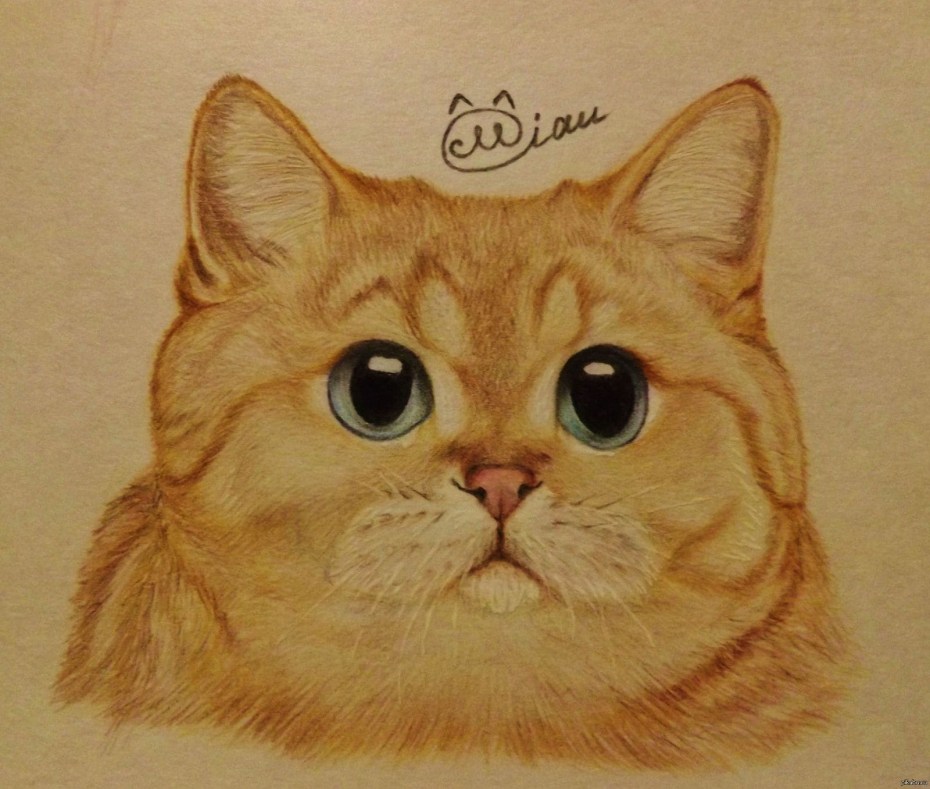Рисунки котов для срисовки