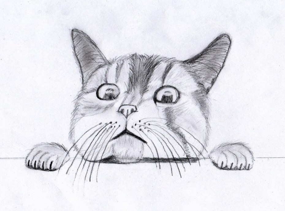 Котик рисунок карандашом