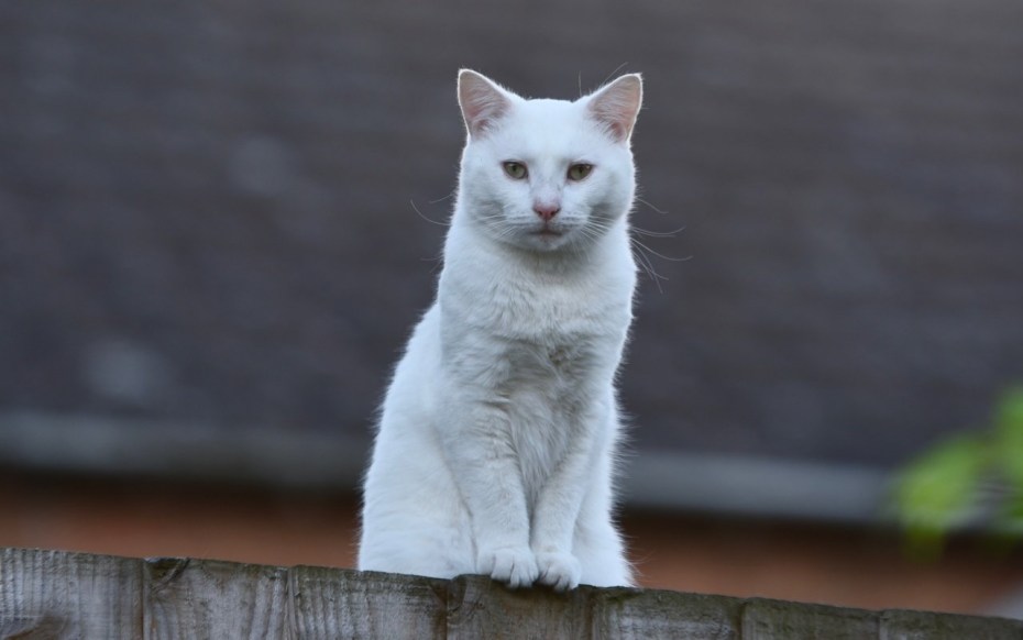 Кошка белая