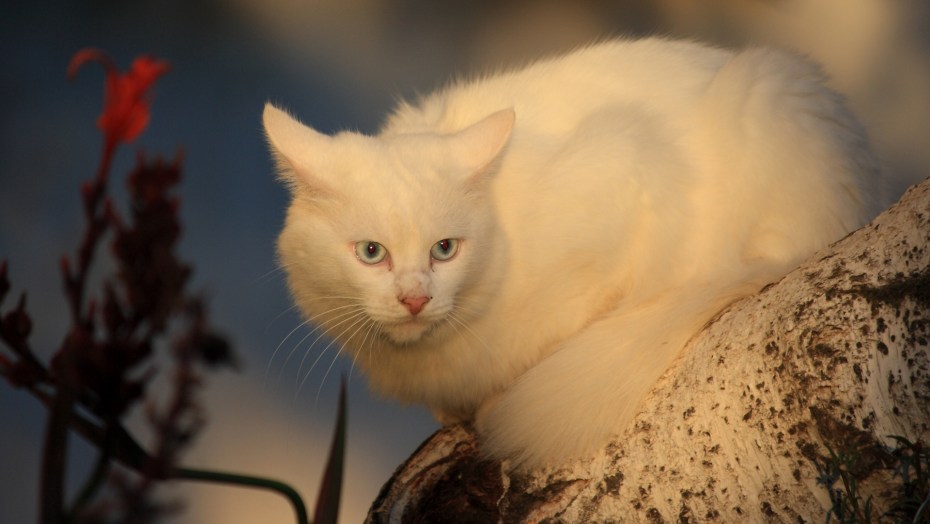 Белые коты