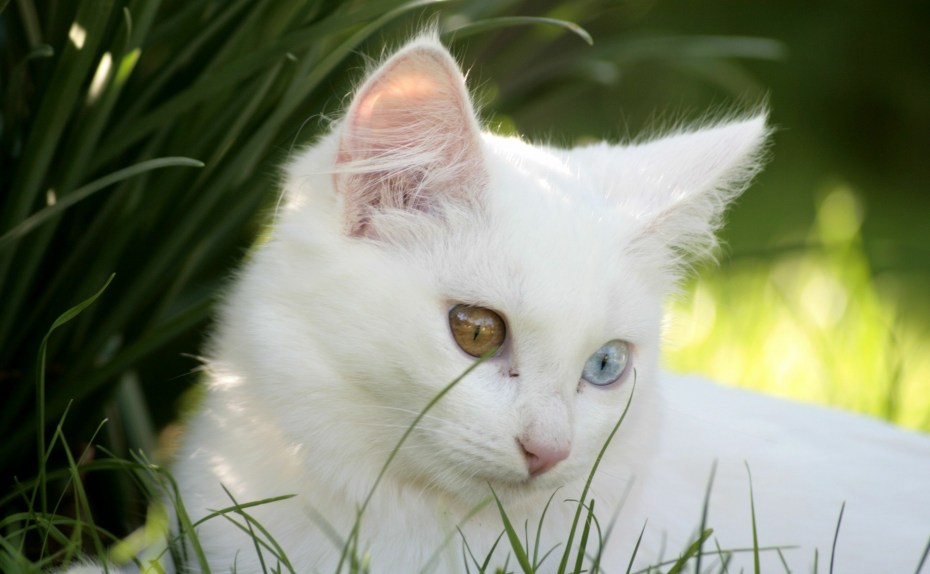 Кошка белая