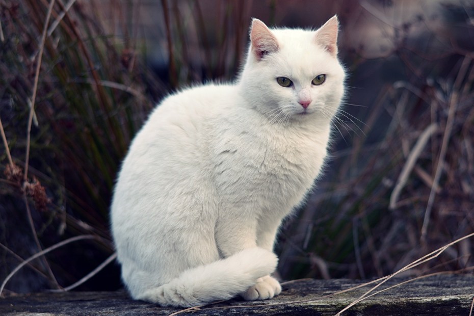 Красивая белая кошка