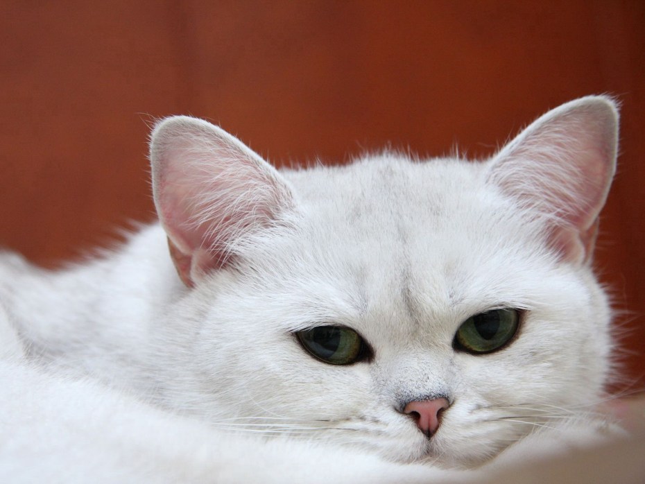 Кошка белая