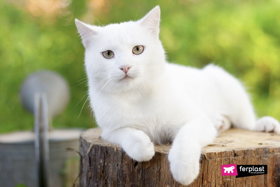 Белые коты