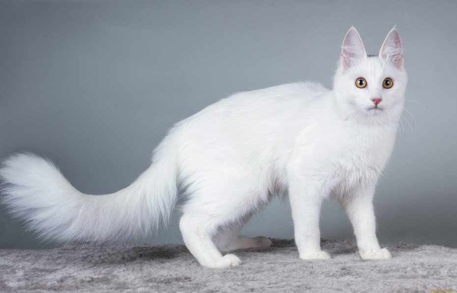 Турецкий ангорский кот окрасы