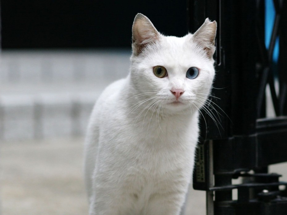 Кошка белая