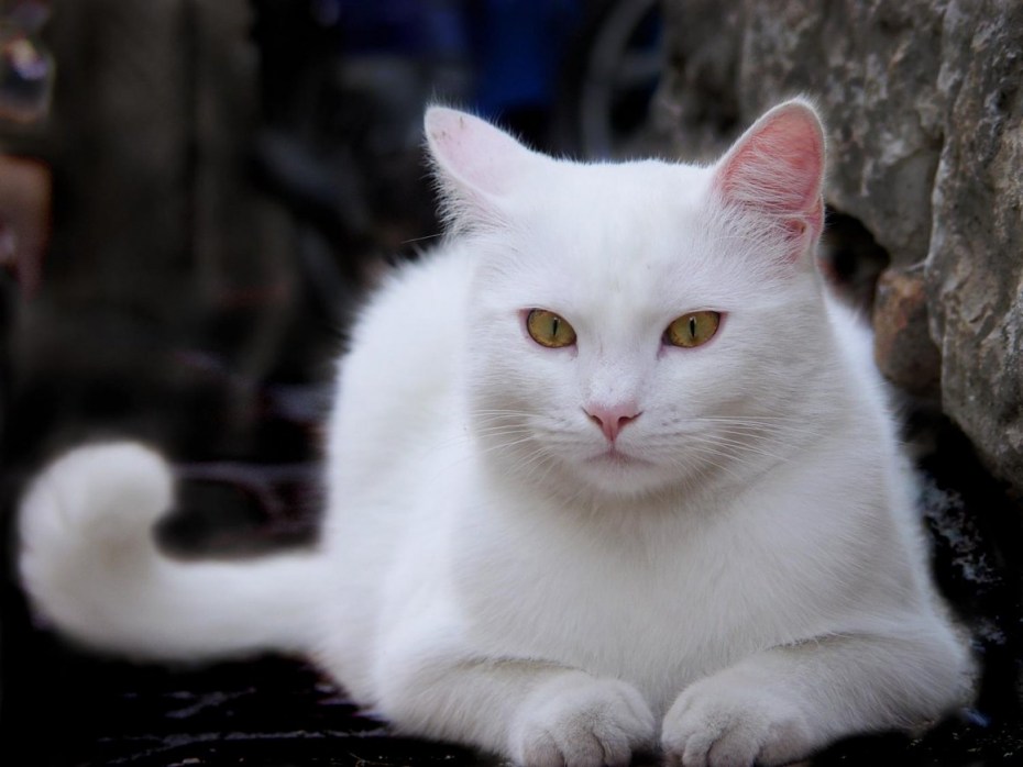 Кошка белая