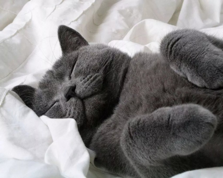 Спящий кот