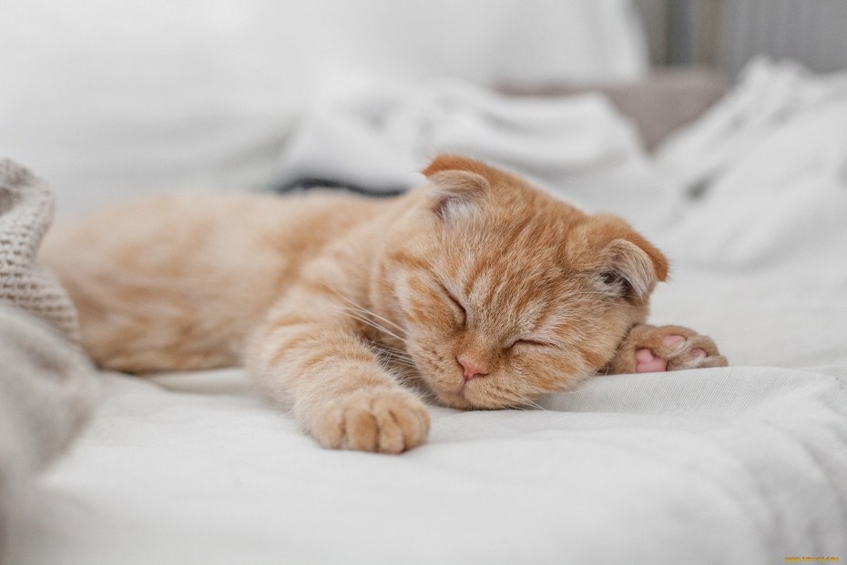 Сладко спящий кот