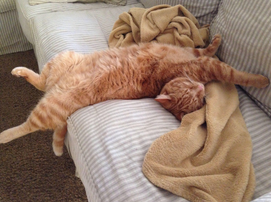 Спящие коты