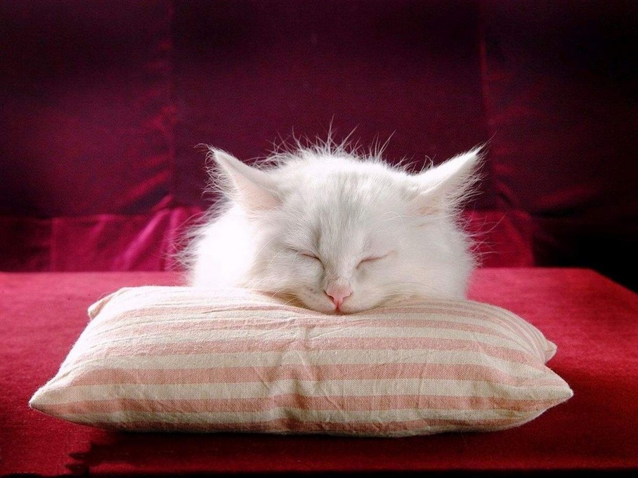 Спящий кот