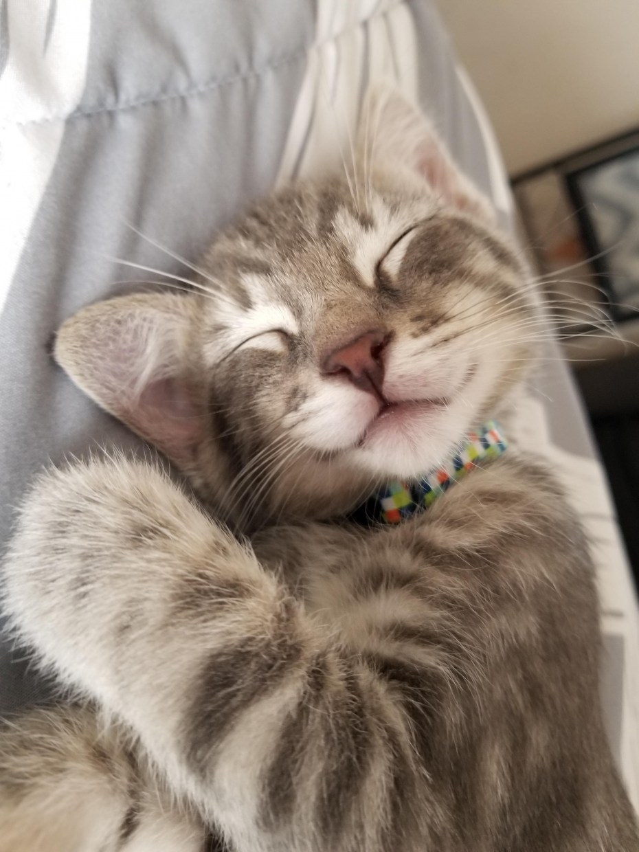 Довольные коты