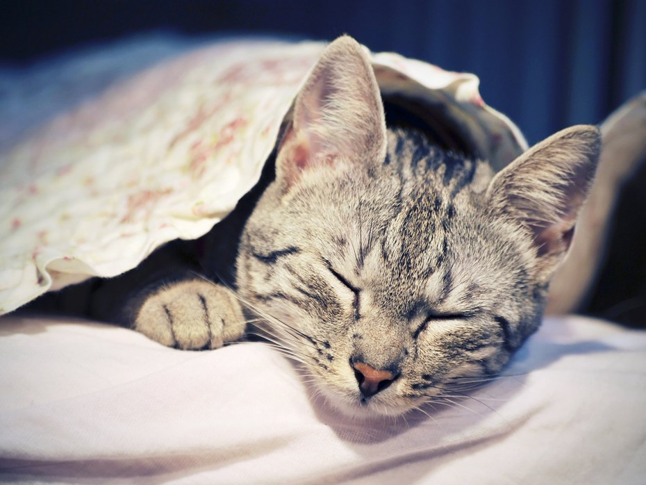 Кошка спит
