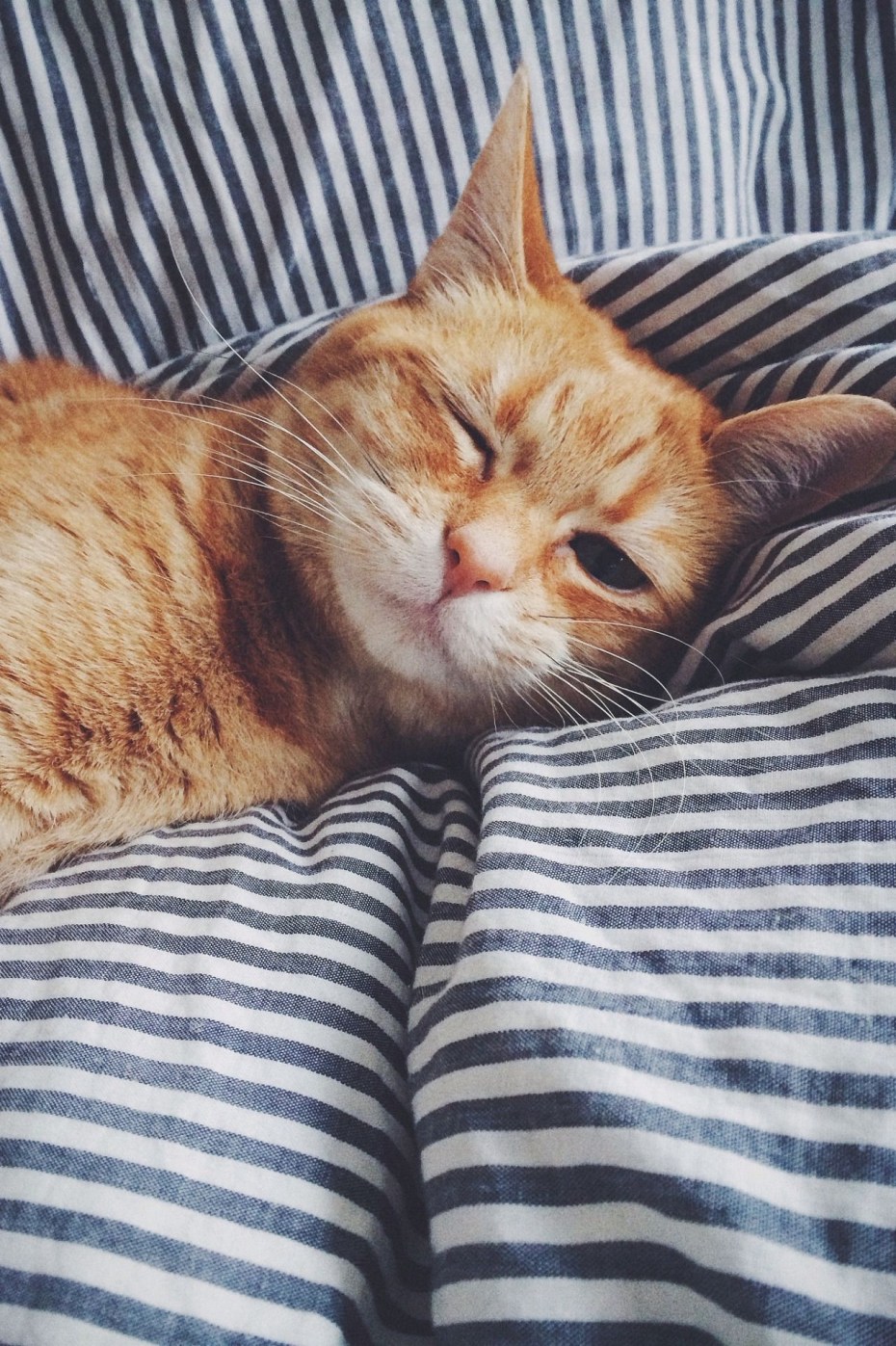 Котенок. Спокойной ночи!