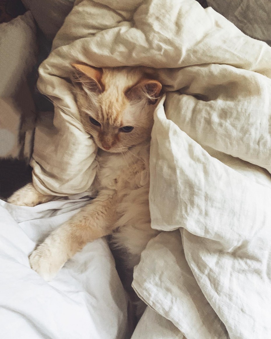 Спящие кошки
