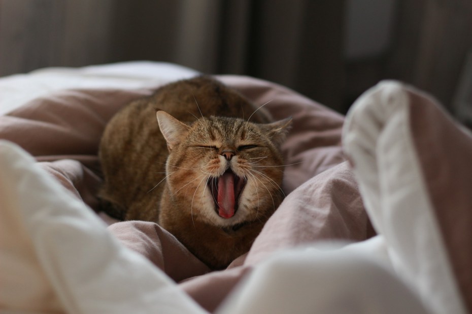 Кошка спит