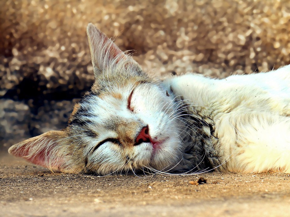 Кошка спит