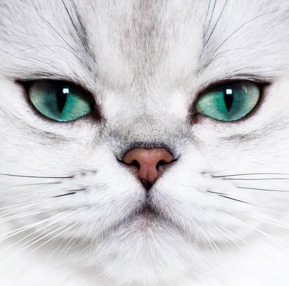 Зеленоглазая кошка