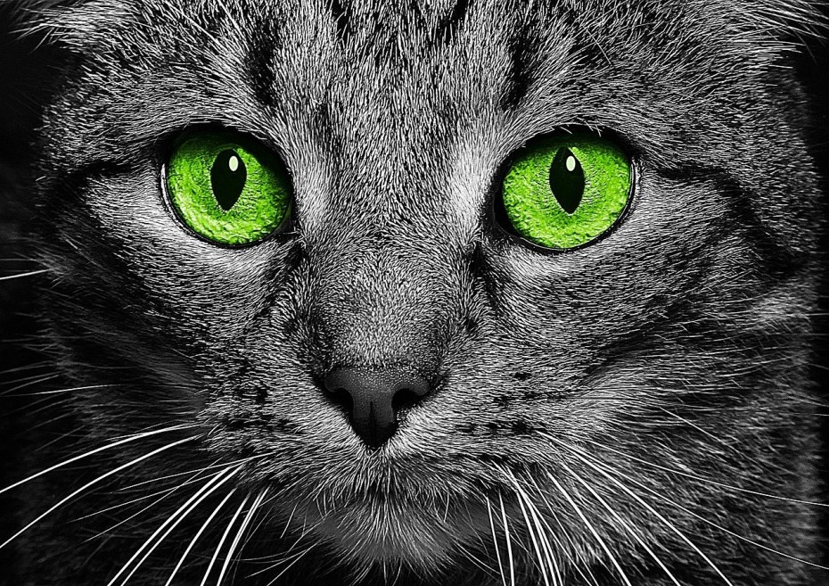 Коты Воители чёрная кошка с голубыми глазами